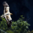 Vautour percnoptère dans les gorges de la Jonte